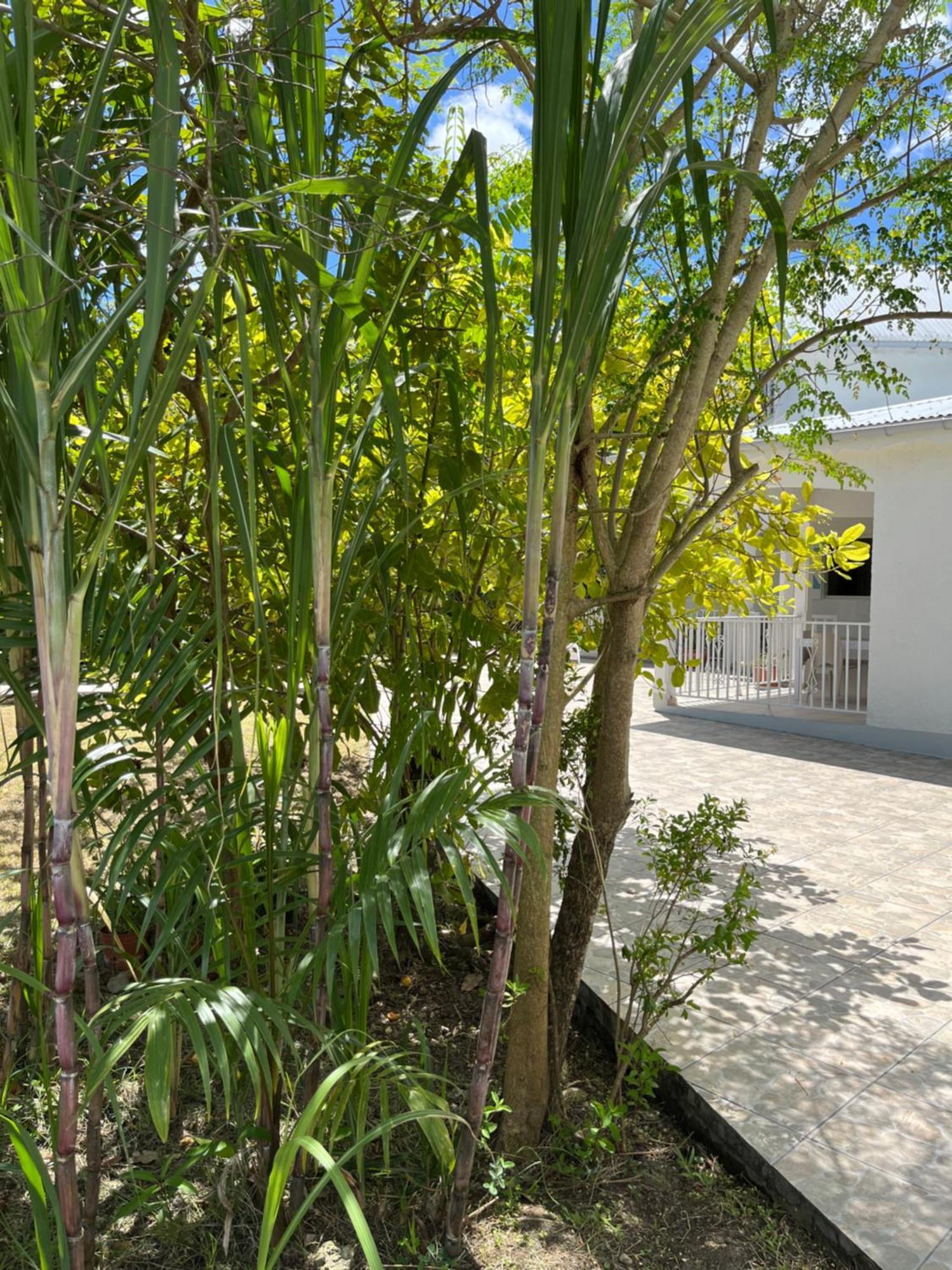 Villa Campagne Creole